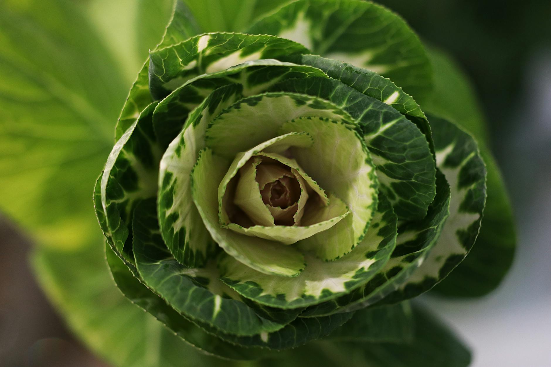 Give plain cabbage a flavor upgrade with charred edges and a tender interior.