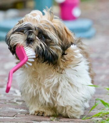 Rotten Dog Teeth: Signs, Causes, and Effective Treatments