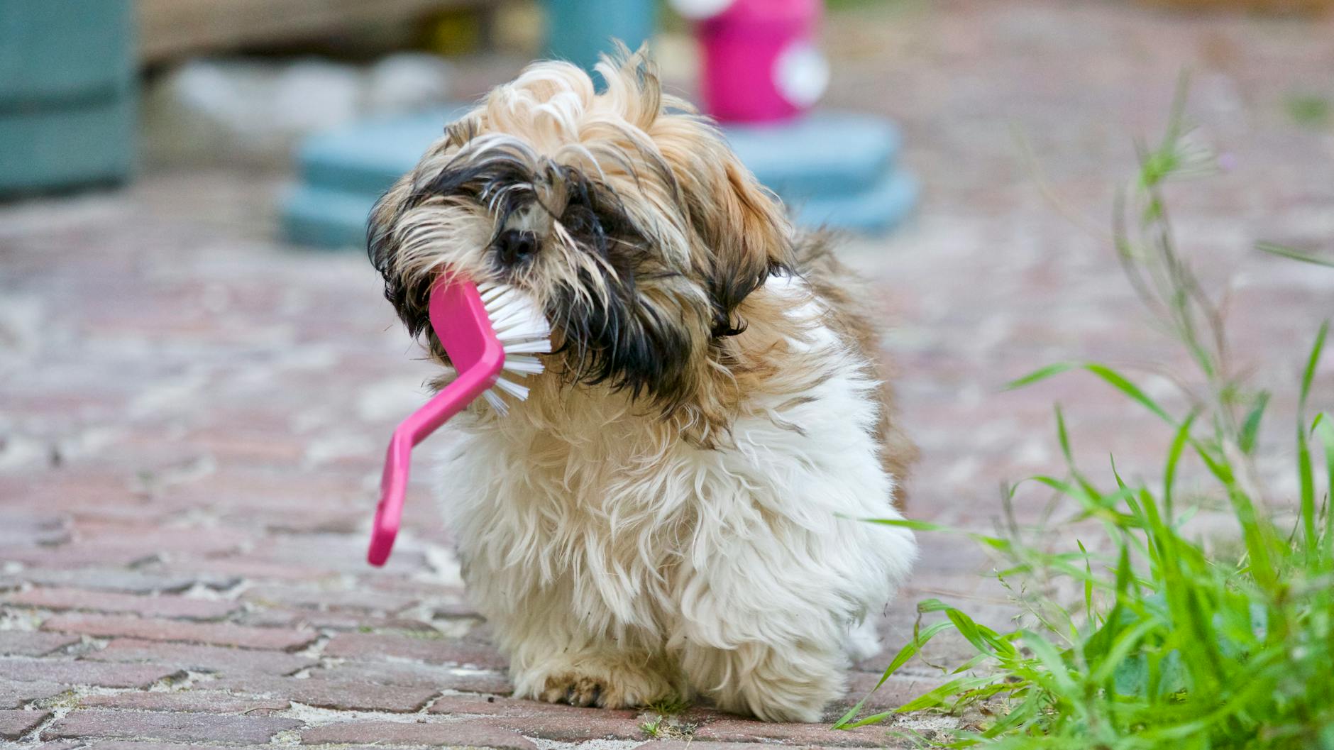 Early detection and tailored care spare your dog pain, prevent costly dental issues.