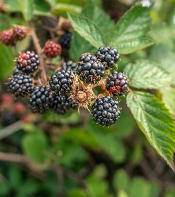The Secret Life of Garden Berries: Growing, Foraging, Enjoying