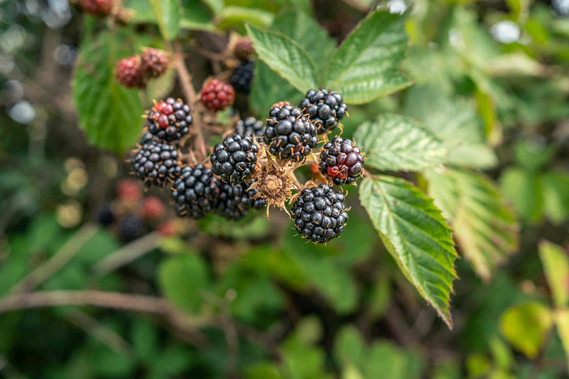 Flavorful fruit, wildlife support, and simple care unite in one vibrant patch.