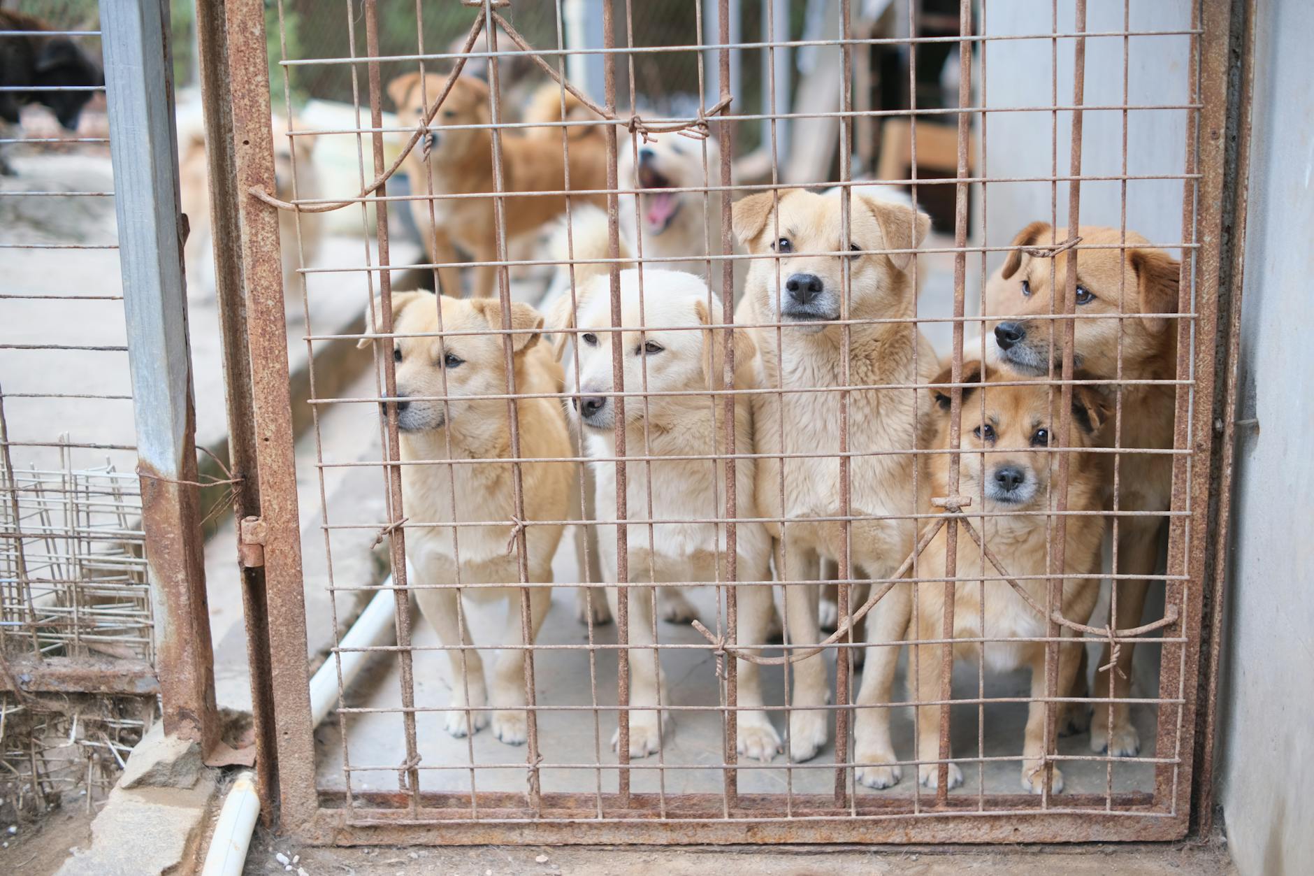 Timely compassion and expert care can transform vulnerable animals into trusting pets.