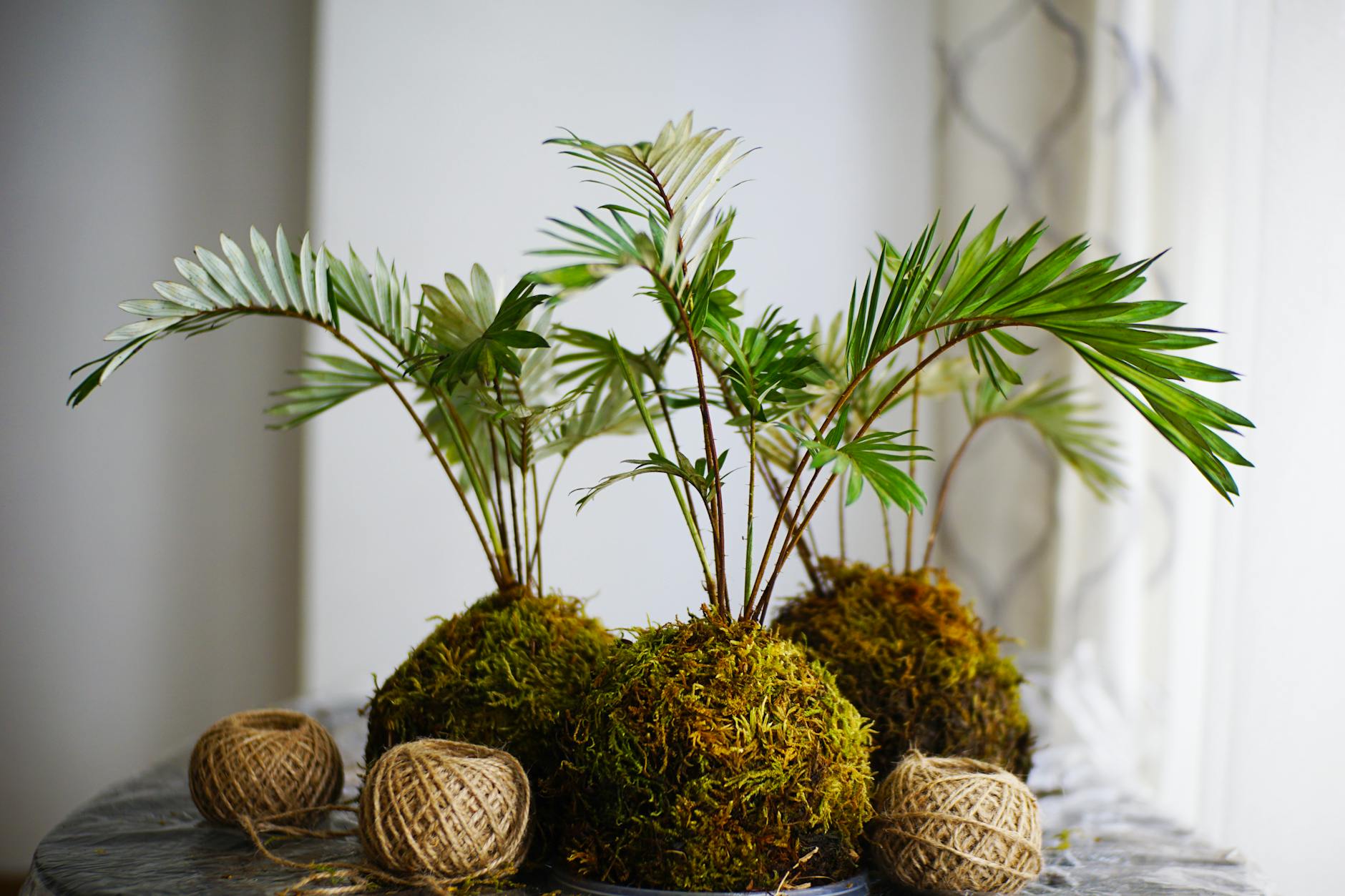 Transform corners into vibrant greenery displays with this compact living art project.