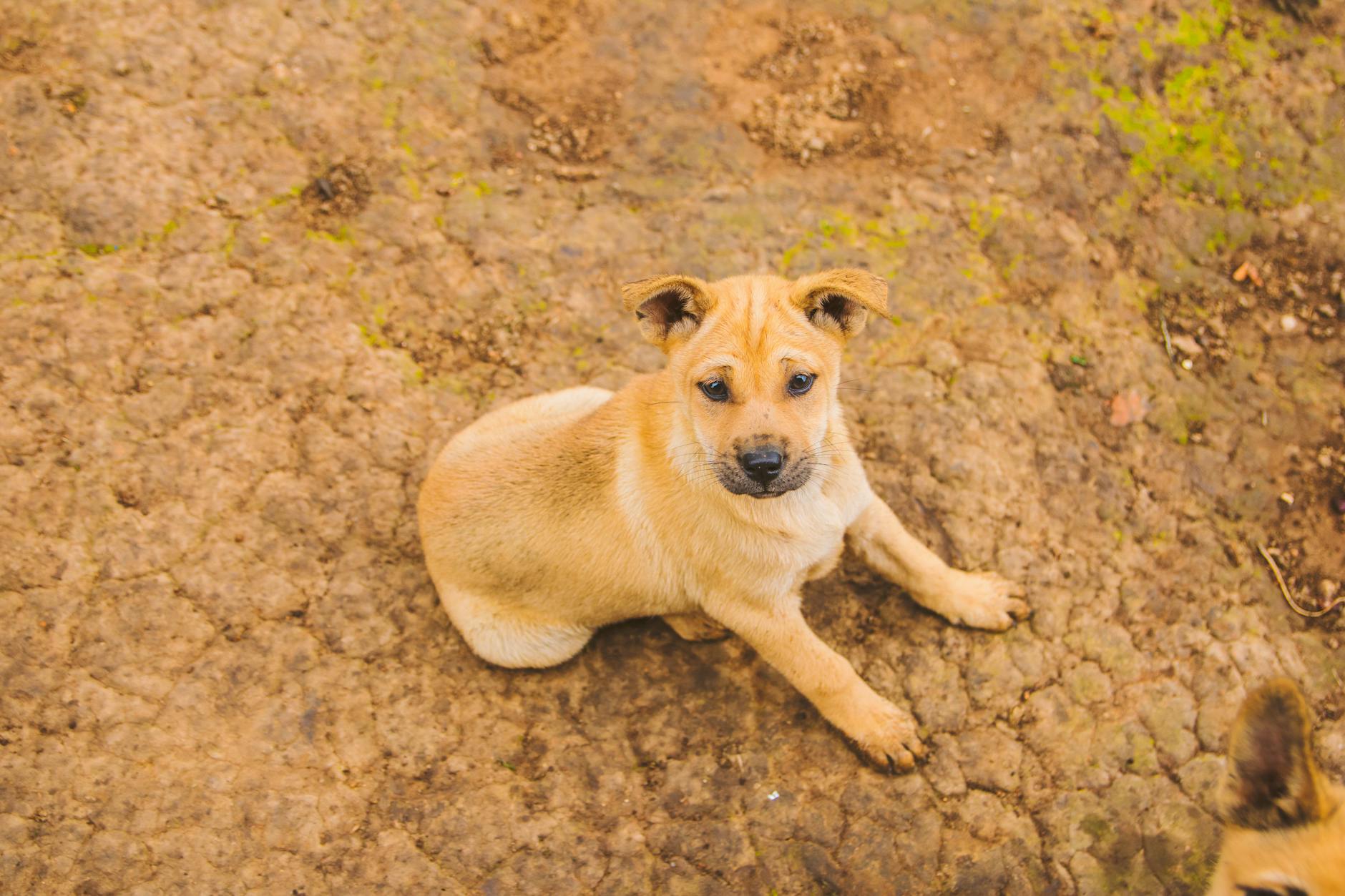 Evoke charm and character with a name that perfectly matches your new companion.