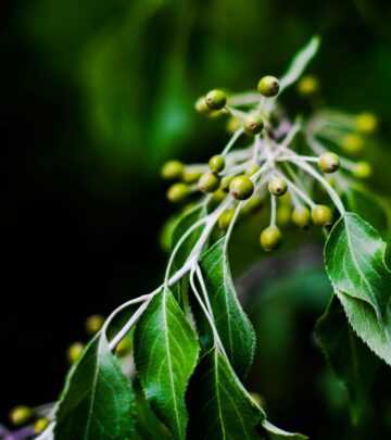 A slow, gentle infusion highlights each apple’s glossy allure and aromatic spice blend.
