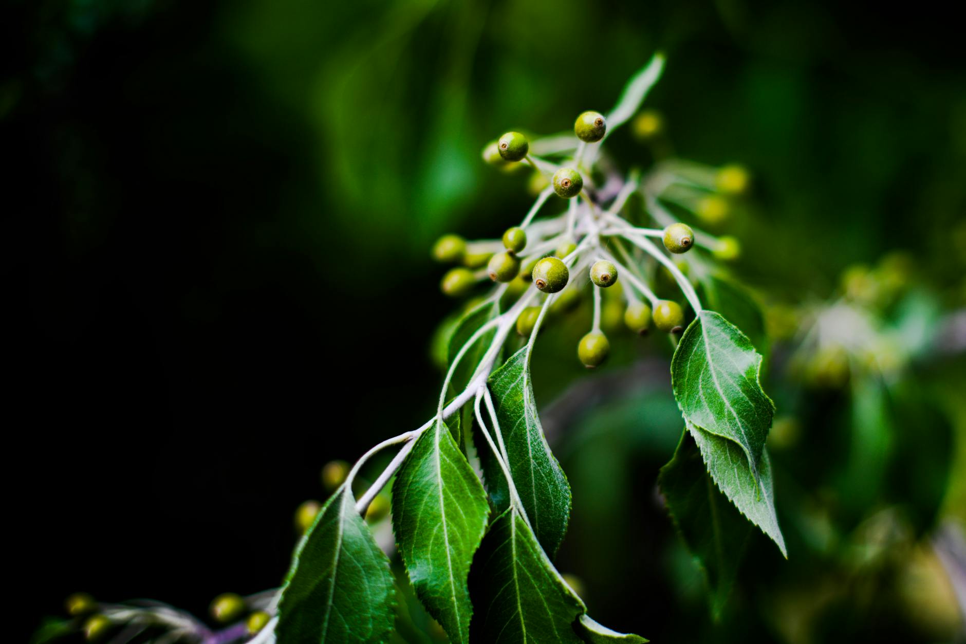 A slow, gentle infusion highlights each apple’s glossy allure and aromatic spice blend.