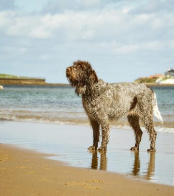 Spinone Italiano: The Versatile Italian Pointer Dog