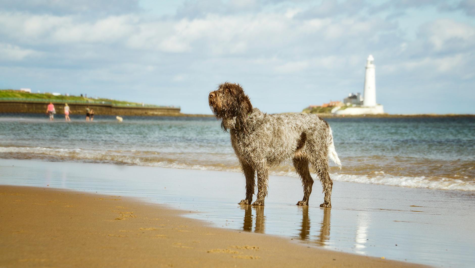 Spinone Italiano: The Versatile Italian Pointer Dog A rugged hunting dog with a gentle heart that shines both in the field and at home.