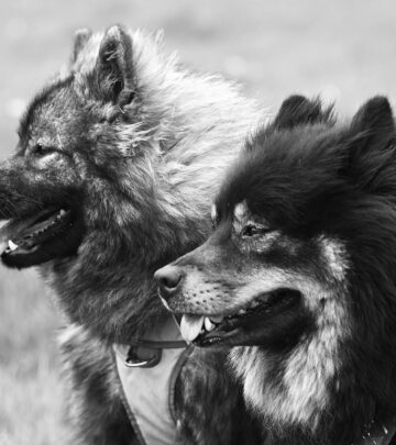 Spitz Breeds: The Fascinating World of Wolf-Like Dogs