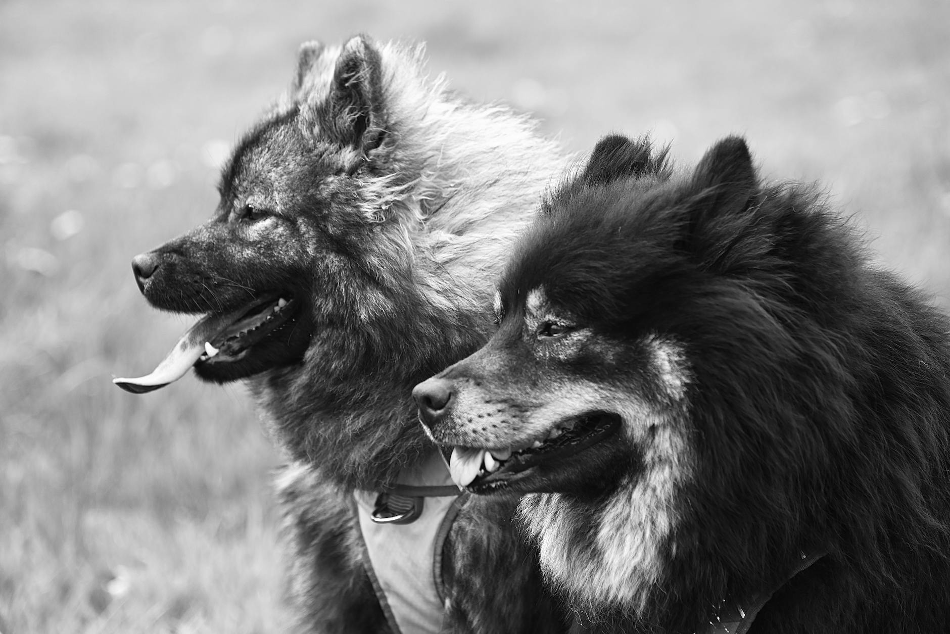 Spitz Breeds: The Fascinating World of Wolf-Like Dogs These resilient dogs combine regal looks with practical features honed in harsh climates.