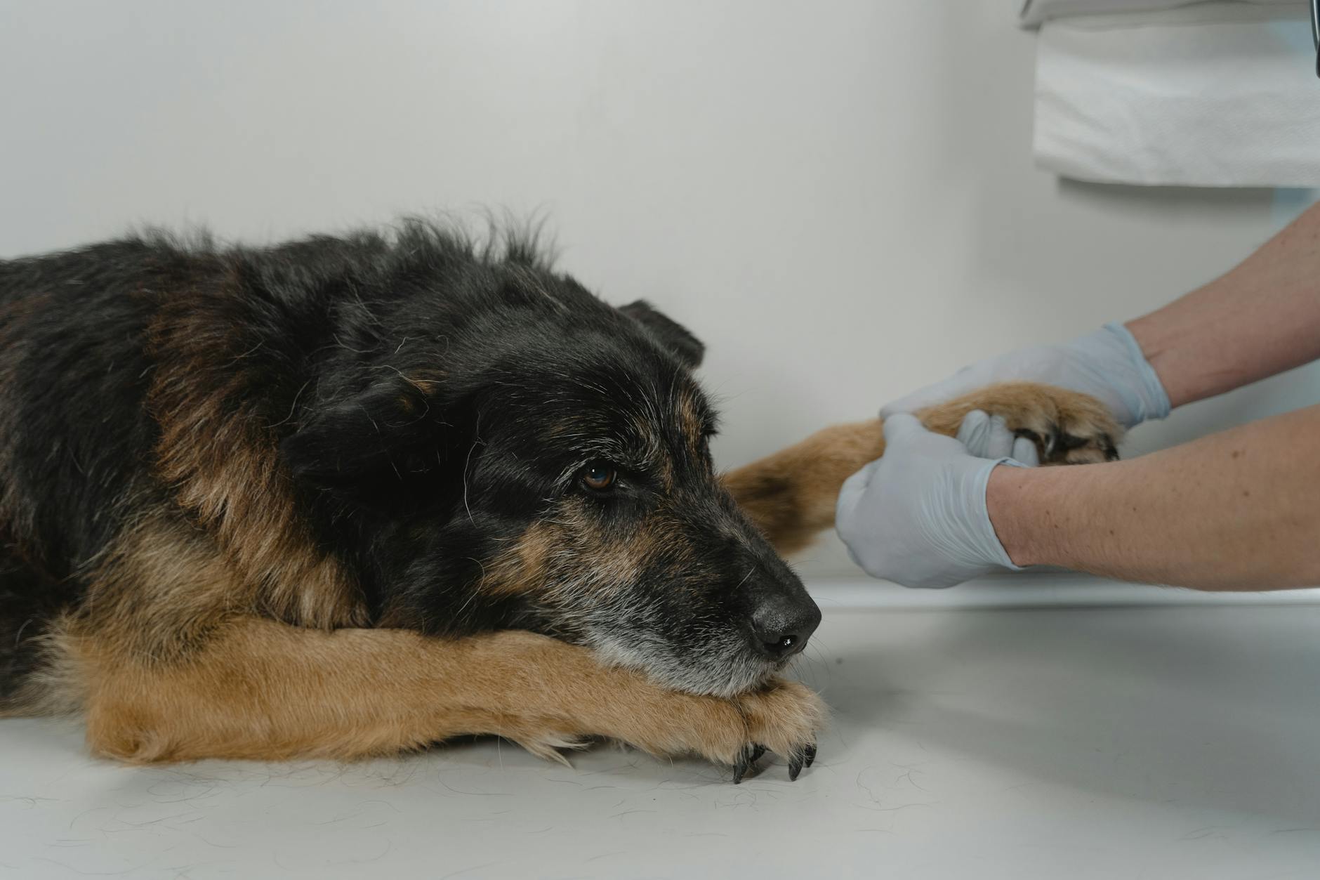 Proper flea control and targeted deworming support canine wellbeing and peace of mind.