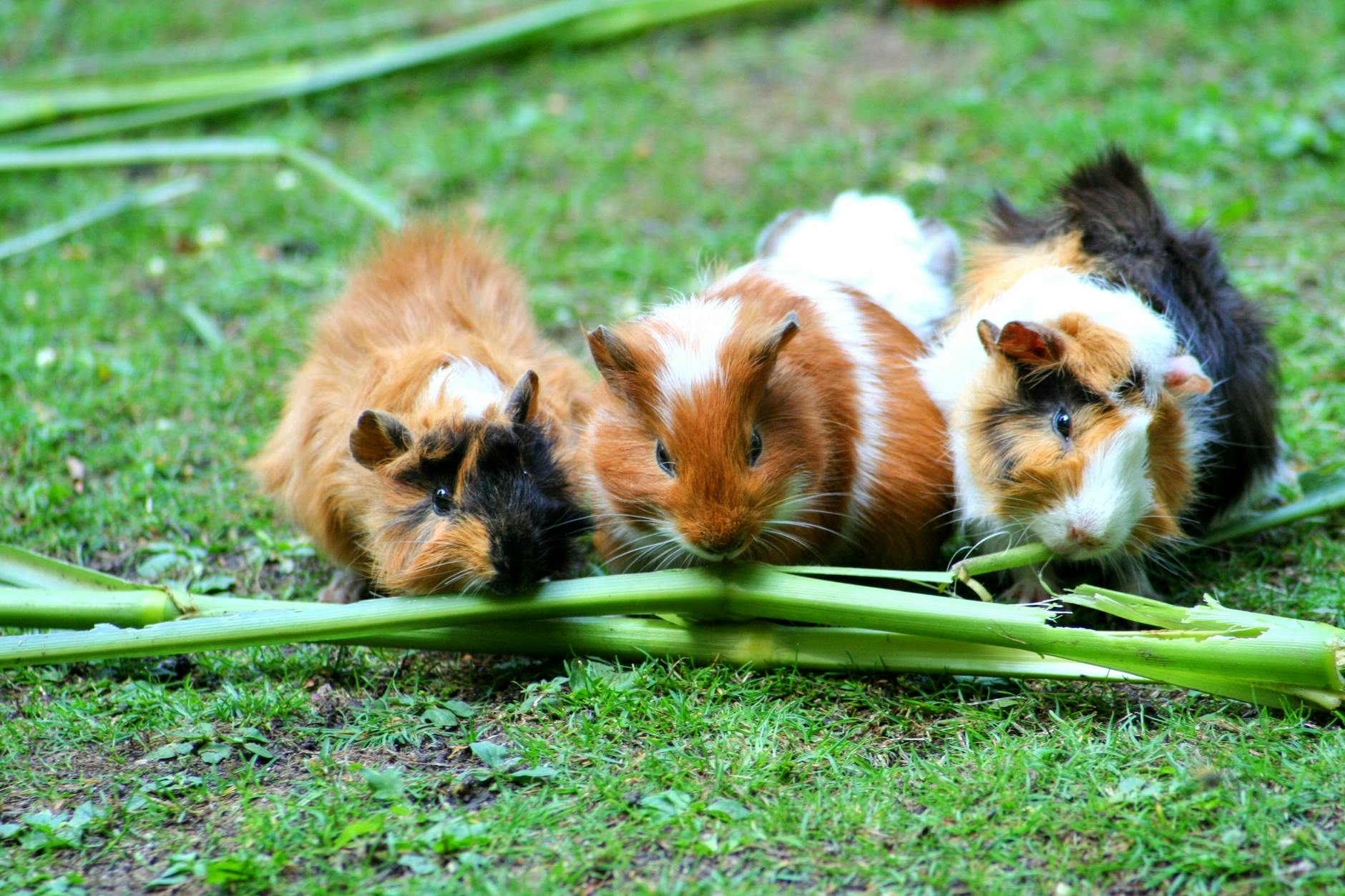 A plush companion with easy grooming needs and a playful, social spirit.