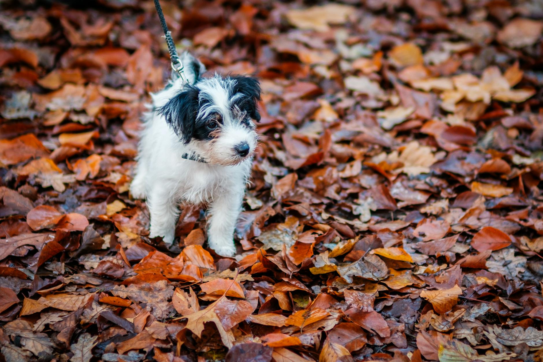 A small dog with boundless energy and unwavering loyalty that fits any active household.
