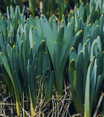 Discover how garden pests steer clear and blooms keep coming year after year.