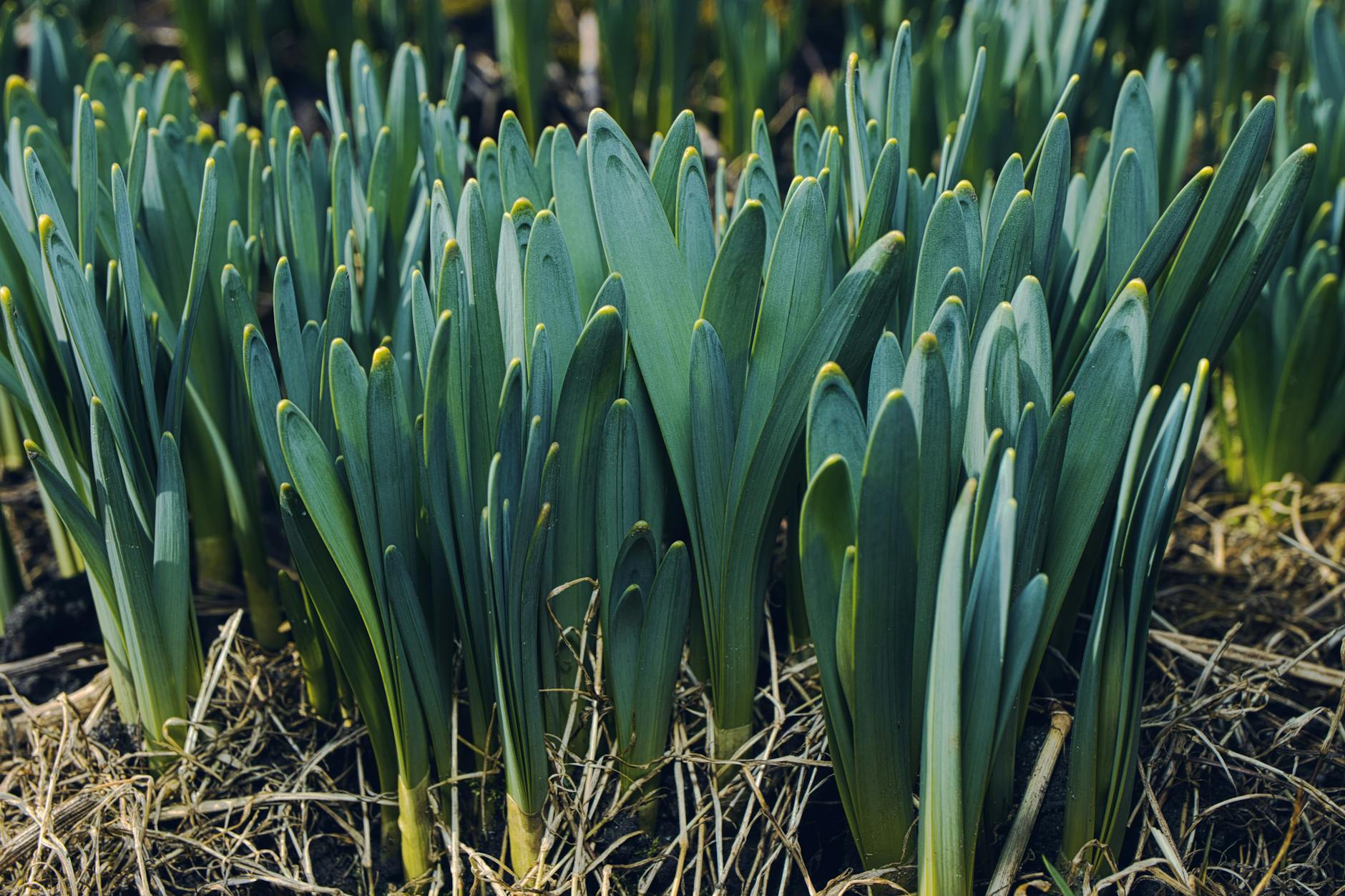 Discover how garden pests steer clear and blooms keep coming year after year.