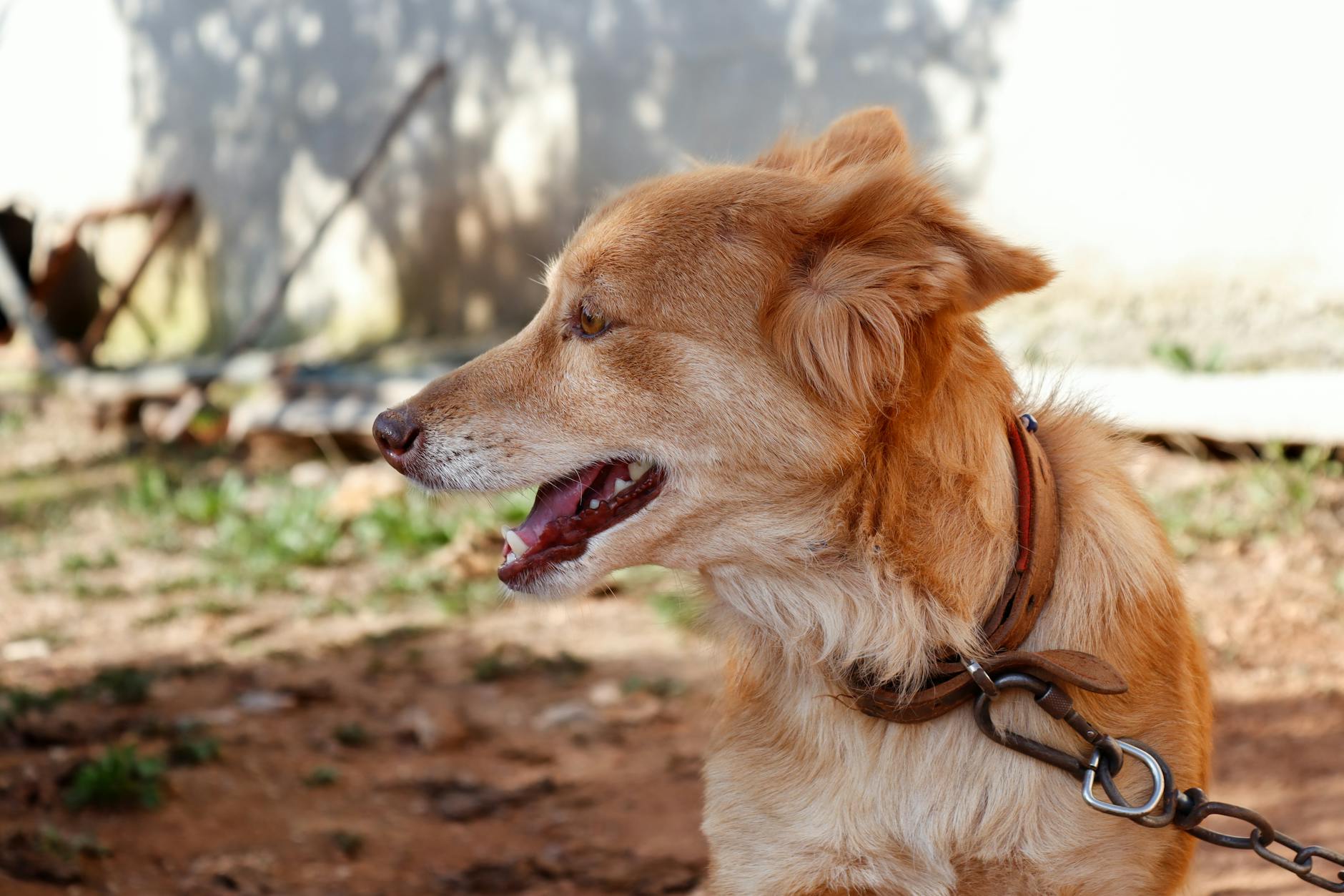 Keep your furry friend safe this holiday with vet-approved tips for sharing table treats.