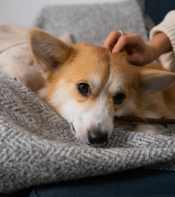 The Queen’s Royal Corgis: History, Legacy, and Enduring Bond