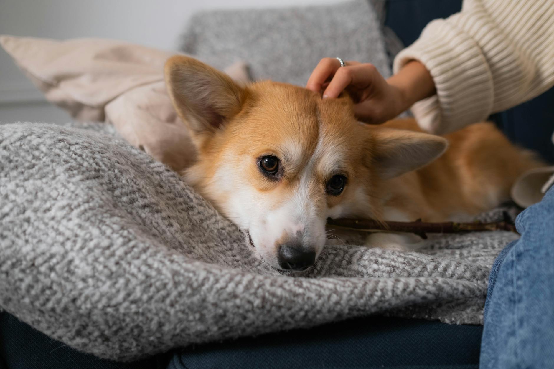 Beloved by a monarch, these dogs became an enduring symbol of loyalty at court.
