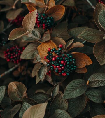 Top 10 Favorite Viburnums for Multi-Season Beauty