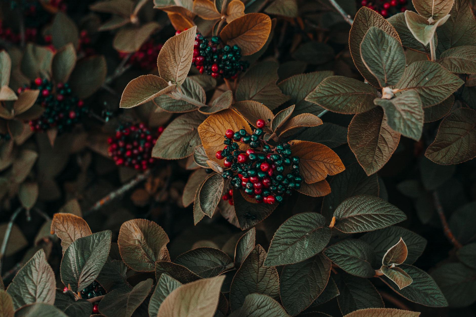 Top 10 Favorite Viburnums for Multi-Season Beauty Shrubs that bloom in winter, scent the spring garden, and offer berries for birds.