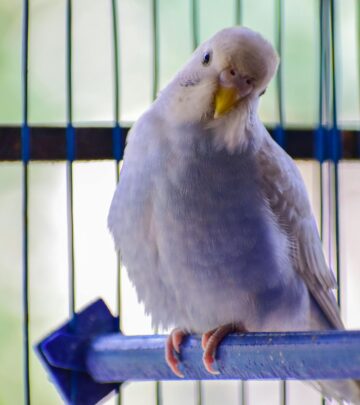 Engaging training routines unlock the true potential of your feathered friend.