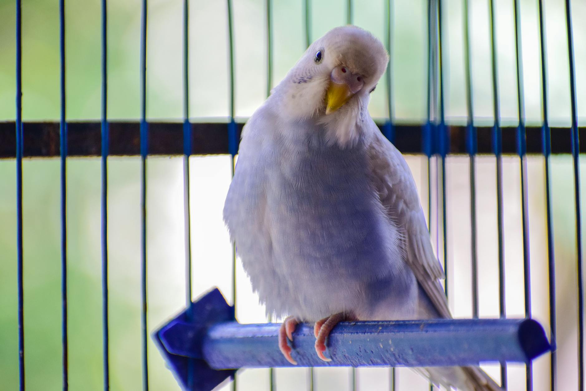 Engaging training routines unlock the true potential of your feathered friend.