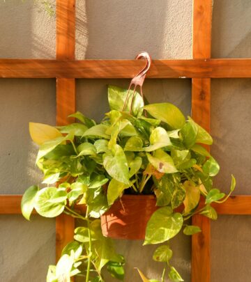Use aerial roots and humidity to boost leaf size and elevate your indoor green accents.