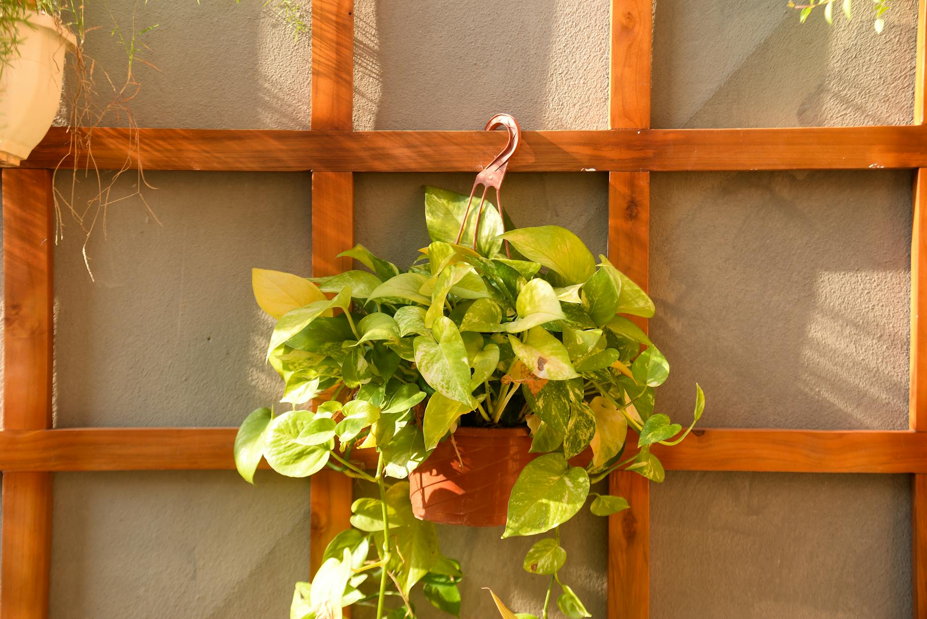 How to Train Pothos to Climb: Expert Guide for Lush, Upright Vines Use aerial roots and humidity to boost leaf size and elevate your indoor green accents.
