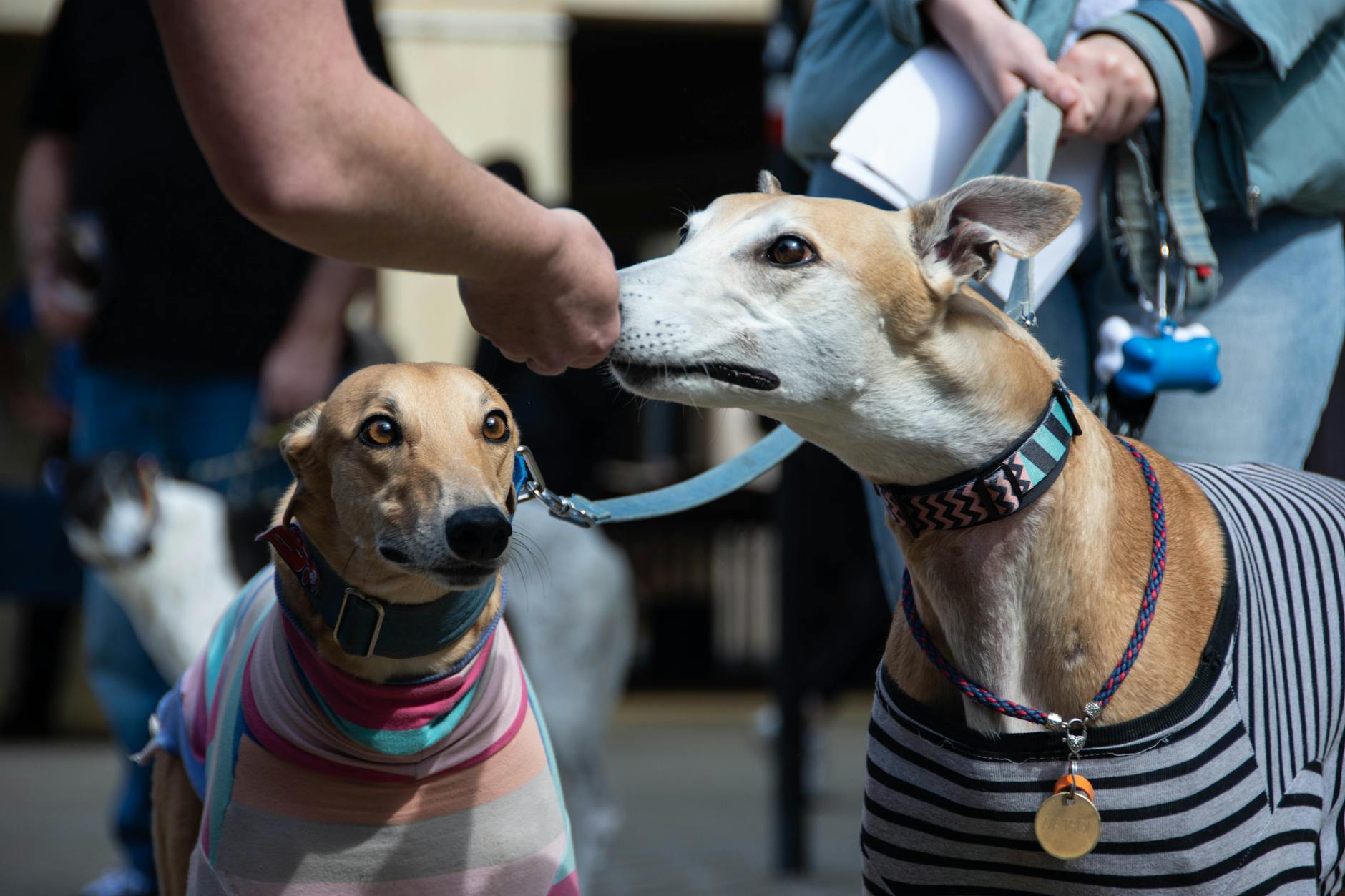 Choosing a moniker that reflects your pup’s character and turns every call into a joyful moment.