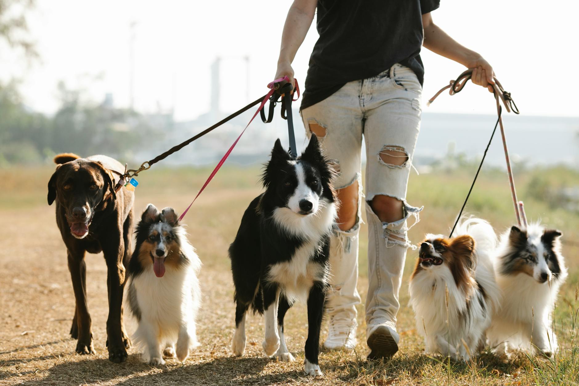 A gentle rear gesture reveals your pet’s trust while inviting calm connection.