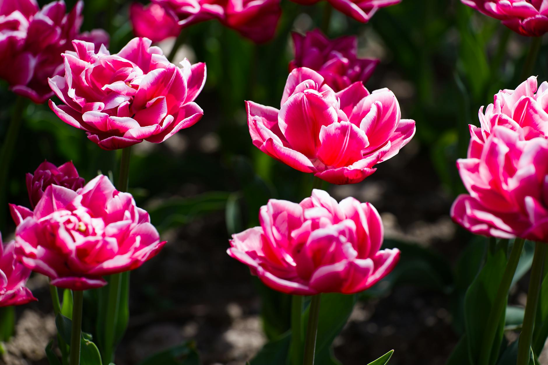 Enjoy year-to-year flowering that supports pollinators and keeps beds awash in color.