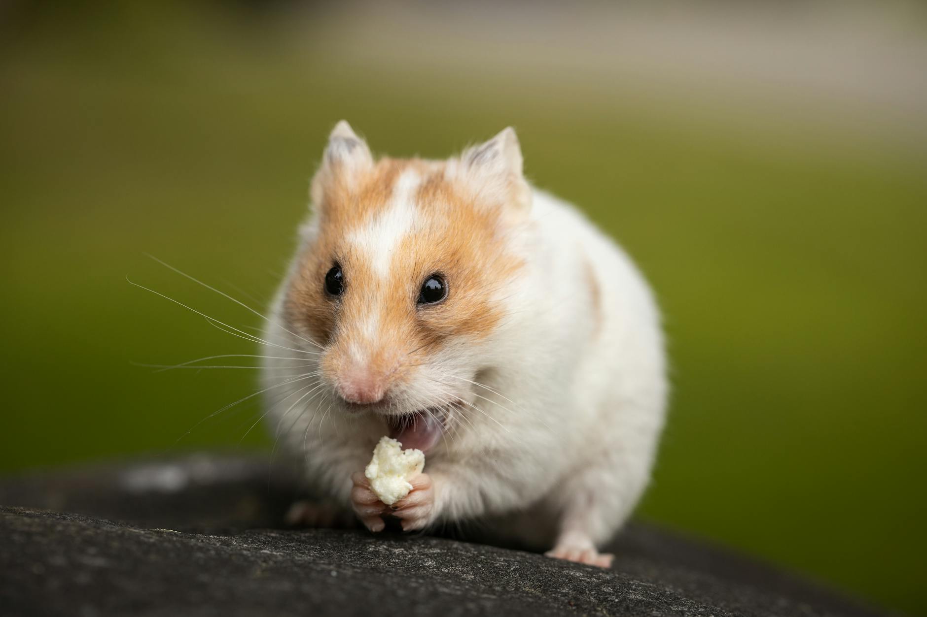 Balancing staples and treats keeps your little friend energetic and healthy.