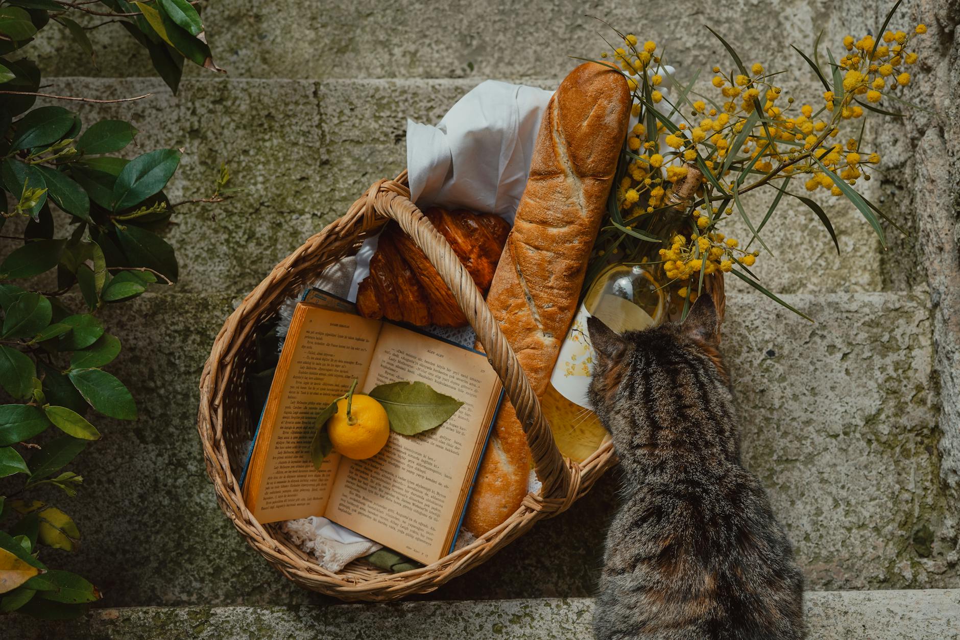 Felines thrive in scent-friendly settings when irritating aromas are kept away.
