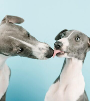 Whippet vs. Italian Greyhound: Key Differences, Breed Traits & Choosing the Right Companion