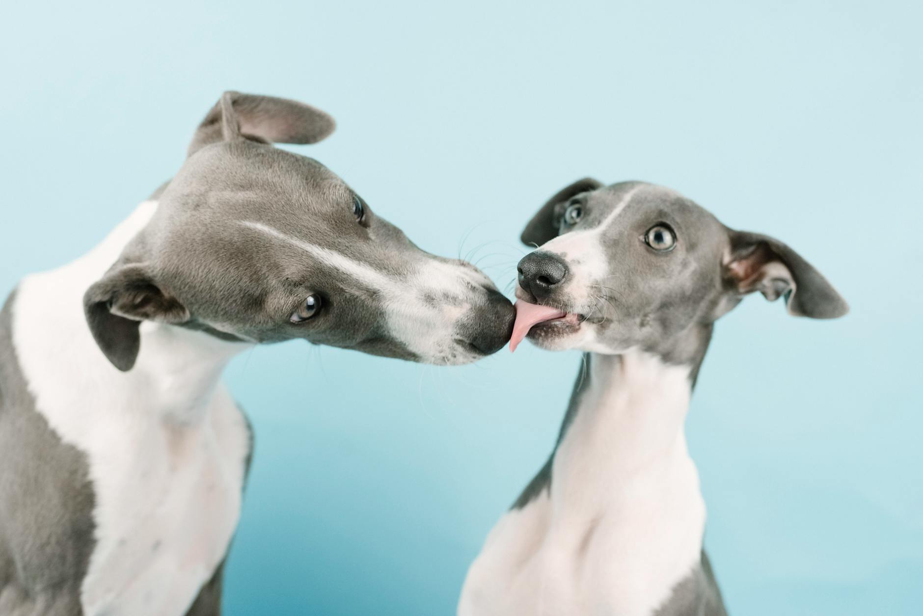Whippet vs. Italian Greyhound: Key Differences, Breed Traits & Choosing the Right Companion Gain clear insight into each breed’s traits to find the ideal sighthound companion.