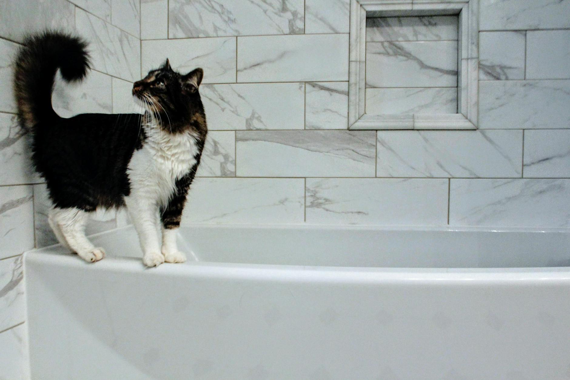 A cozy basin that doubles as a cooling hideaway, fulfilling cats’ urge for safety.