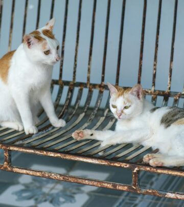Pheromones and nutrients in ear secretions draw out instinctive grooming behaviors.