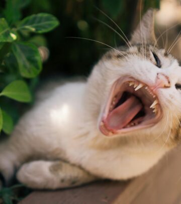 Explore how nepetalactone triggers playful or calming responses in your feline friend.