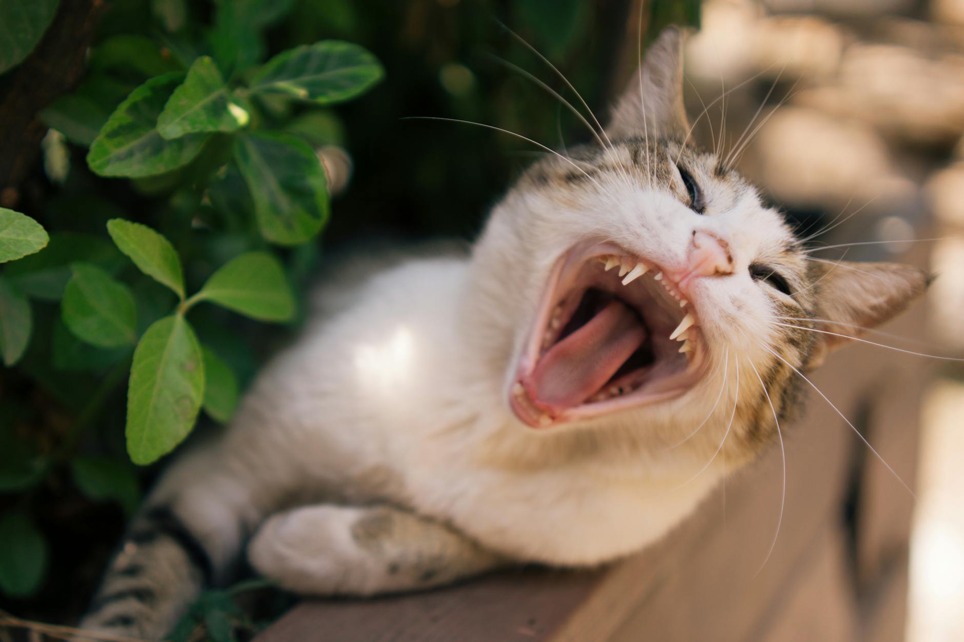 Explore how nepetalactone triggers playful or calming responses in your feline friend.