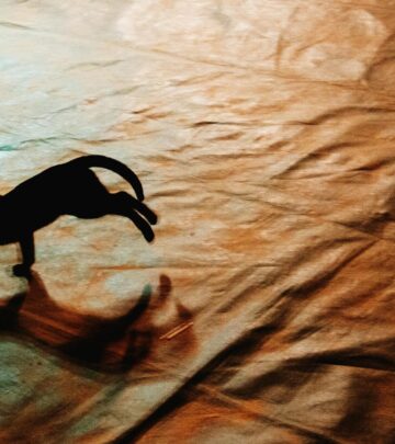 Explore the instincts and bodily reactions that spark your pet’s unexpected bursts of speed.