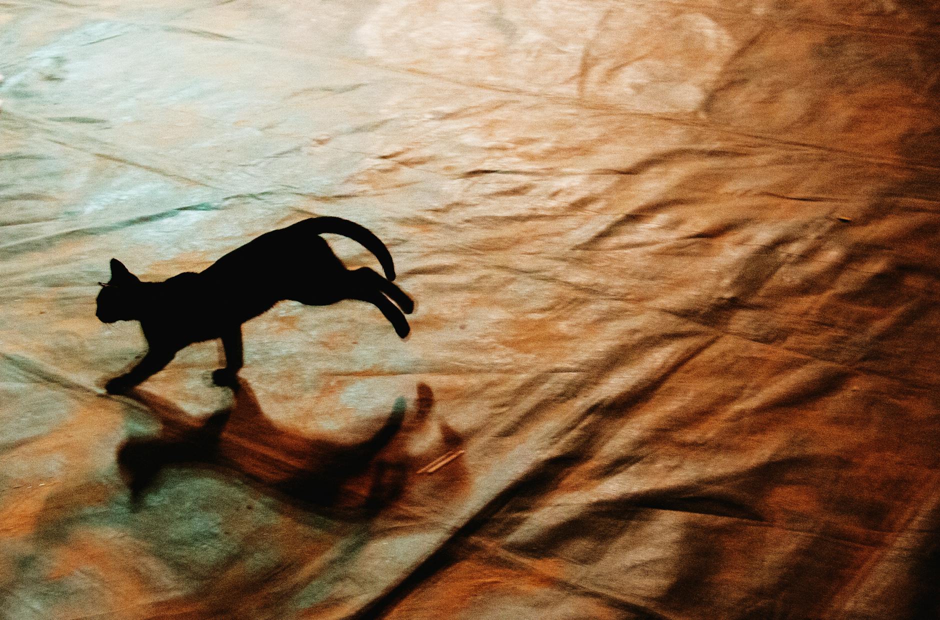 Explore the instincts and bodily reactions that spark your pet’s unexpected bursts of speed.