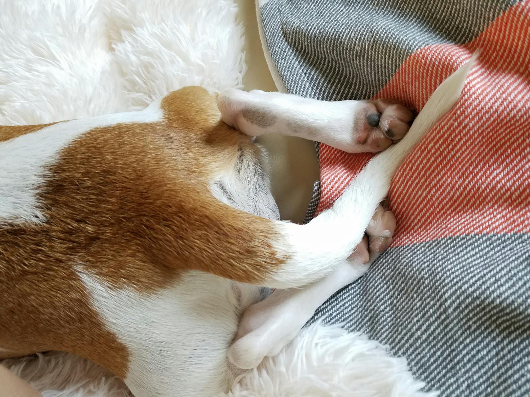 Why Do Dogs Have Tails? The Structure, Purpose & Communication Power Tail movements reveal a dog’s emotions and keep it balanced through every stride.