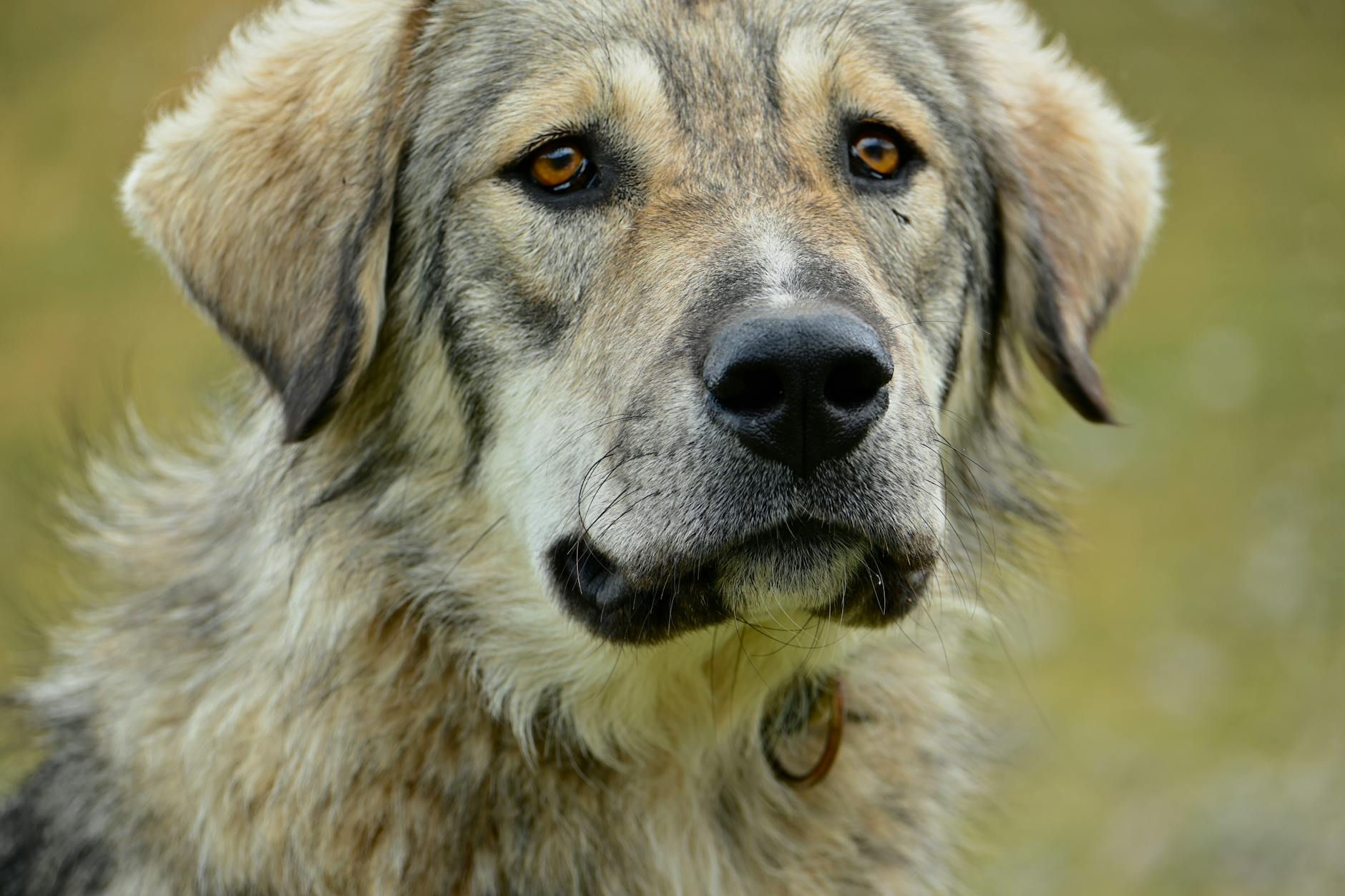 Excessive cleaning of the hindquarters often hides treatable discomfort or allergies.