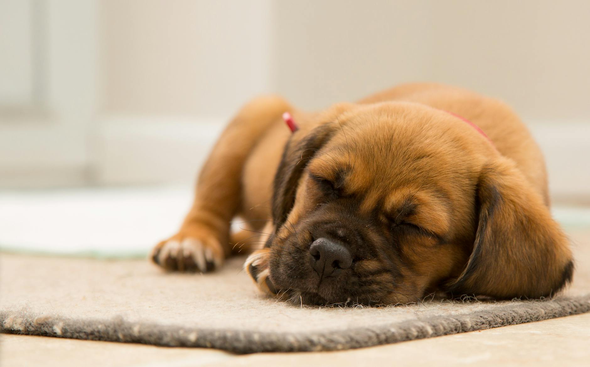 Spot subtle shifts in your pup’s nap habits to keep them healthy and thriving.