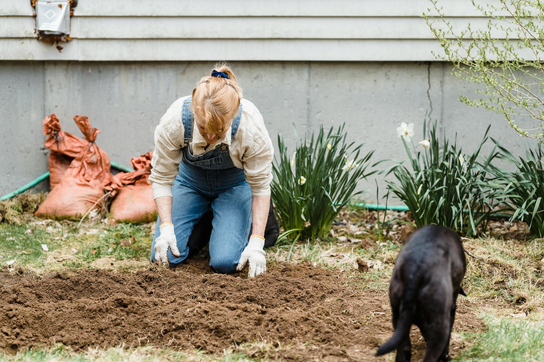 Why Does My Dog Eat Dirt? Causes, Risks, and Solutions Helping your canine stop soil-sampling through practical care and enriched daily routines.
