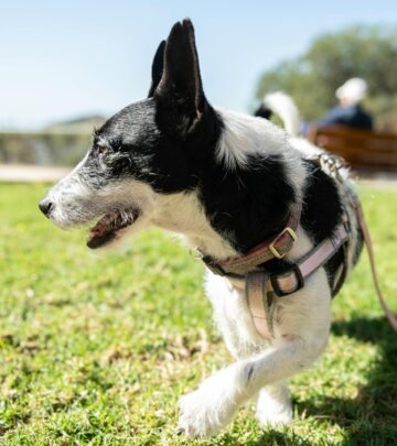 Why Does My Dog Eat Grass? Causes, Myths, and What Owners Should Know