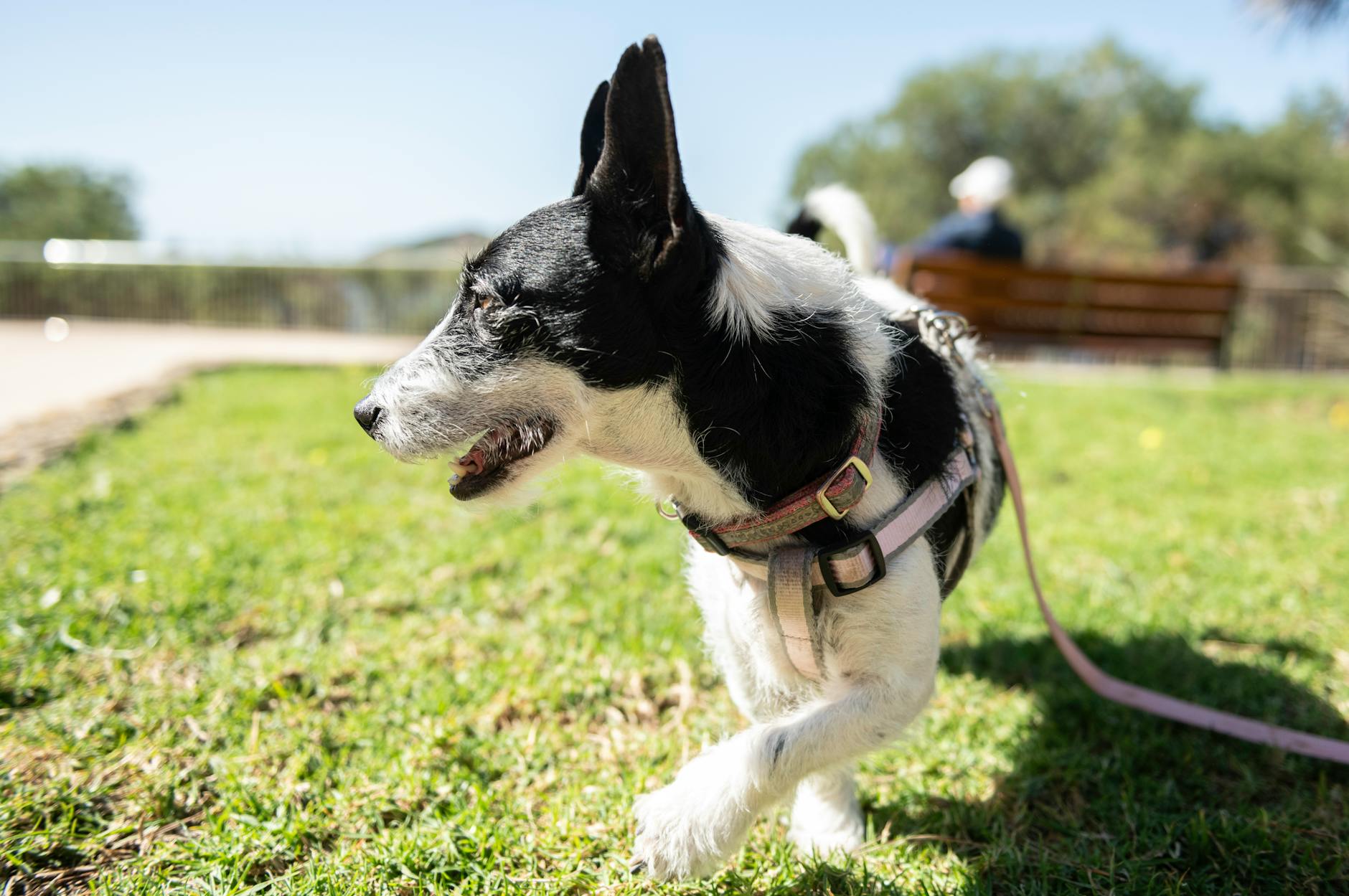 Differentiating harmless nibbling and warning signs protects your companion's health.