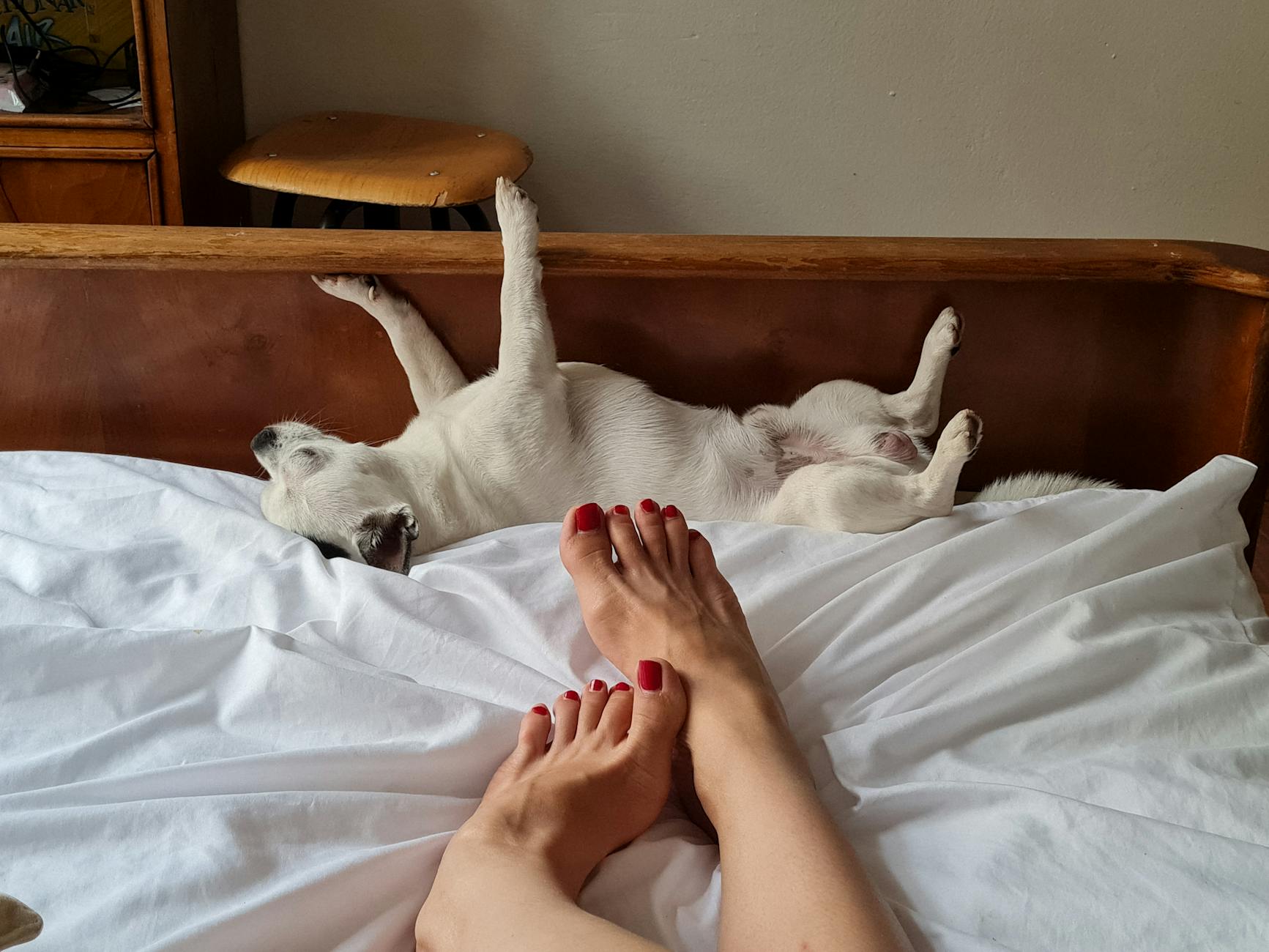 Why Does My Dog Sit on My Feet? Understanding Canine Attachment and Behavior Close positioning often signals loyalty, warmth, and an instinctive need for security.