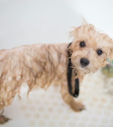Why Does My Dog Smell? Understanding Odors in Our Canine Companions
