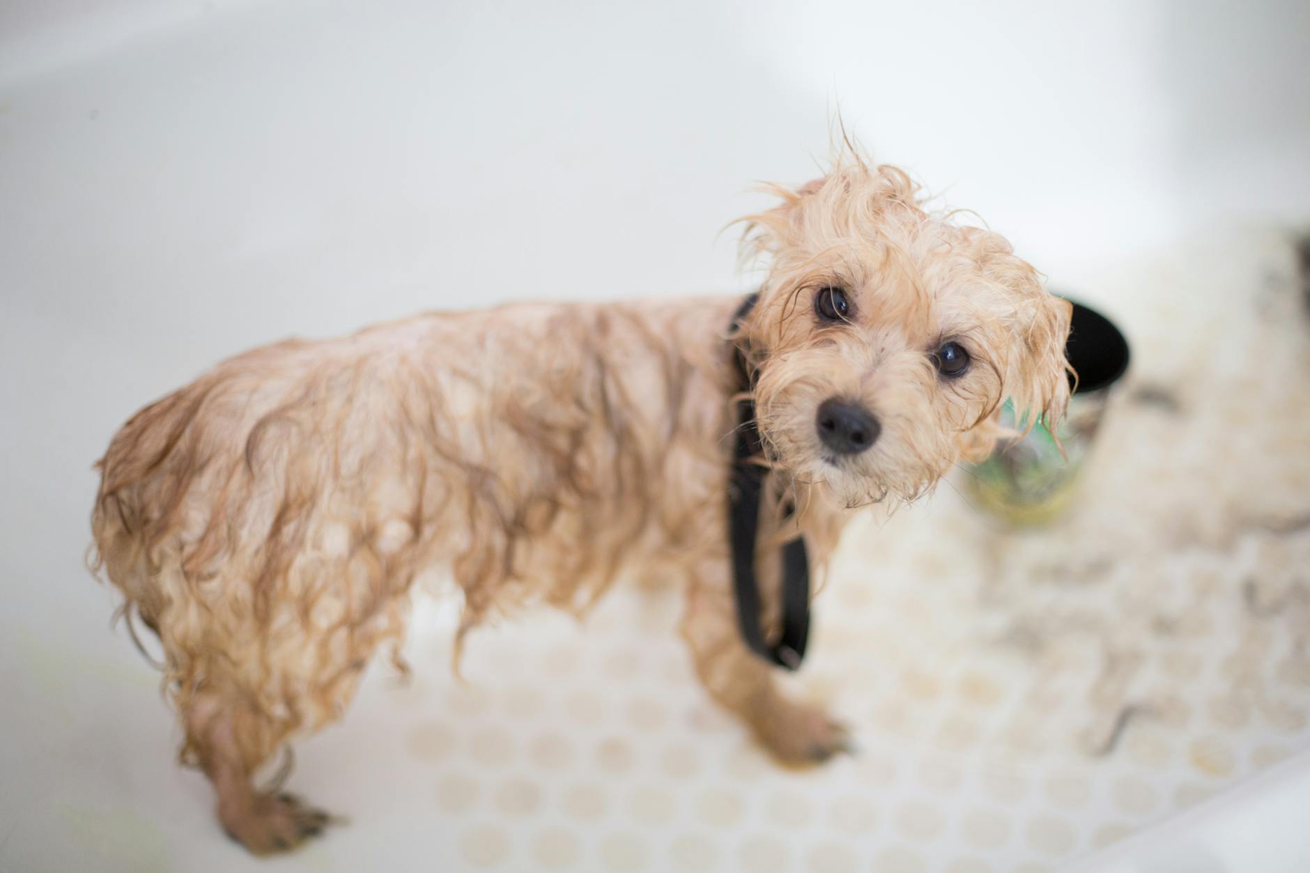 Why Does My Dog Smell? Understanding Odors in Our Canine Companions Uncover common canine odor culprits and embrace simple care routines for a healthier coat.